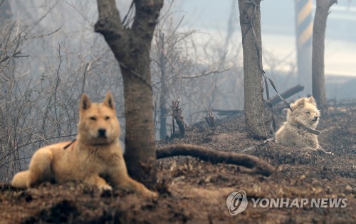 났다 하면 대형산불… 원인은 야속한 바람 '양간지풍'