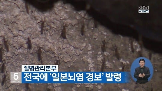 일본뇌염 경보(사진=지난해 KBS 방송캡처)  