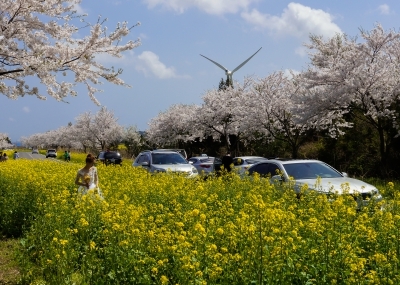 화려한 봄의 축제…늦지 않게 제주로 가세요