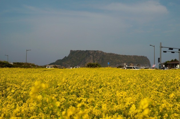 광치기 해변 주변의 소규모 유채꽃 단지에서 바라본 성산 일출봉.