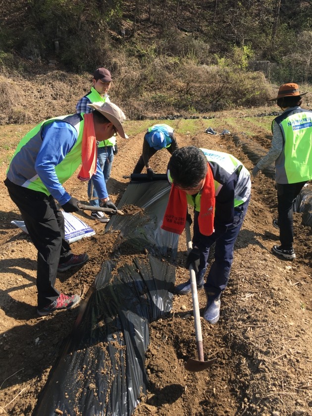 NH농협은행, 강원도 홍천 자매결연마을 찾아 일손돕기 봉사활동