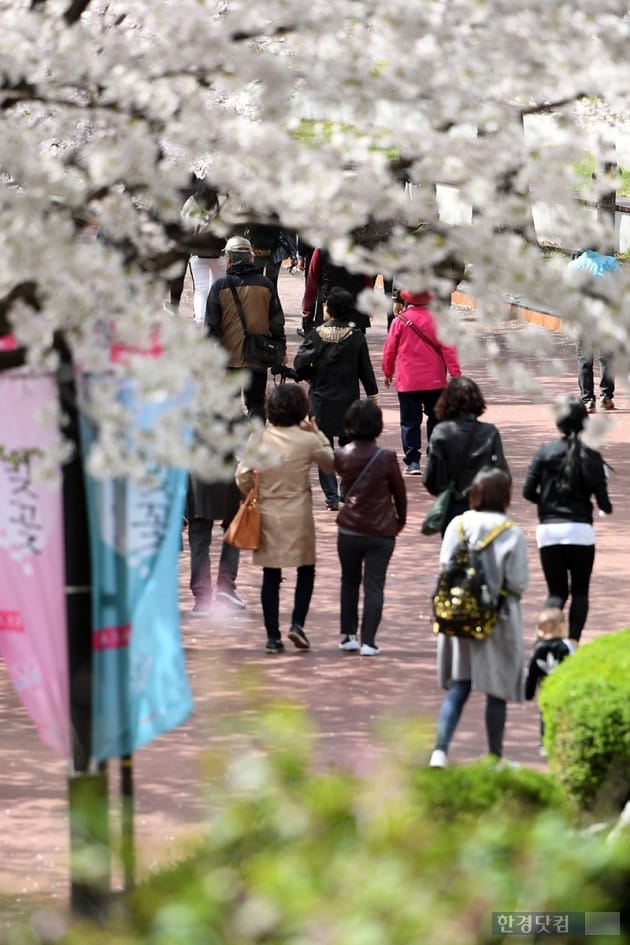 [포토] 미세먼지 없는 날씨에 점심시간 벚꽃 나들이