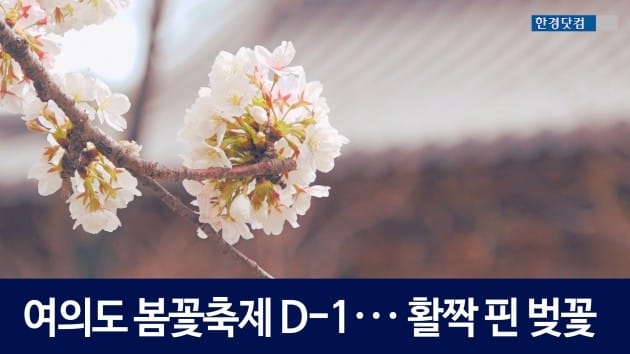 [HK영상] 여의도 봄꽃축제 D-1 ··· 윤중로는 이미 축제 분위기