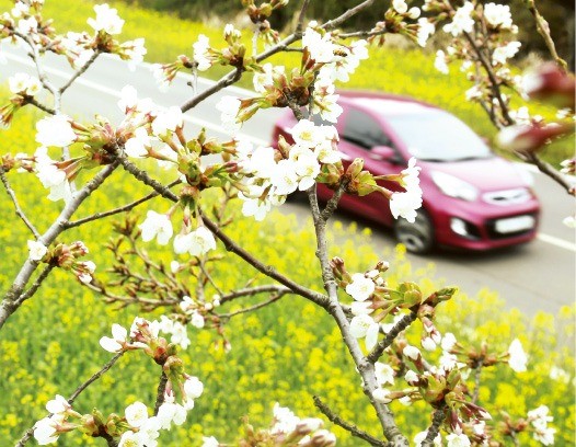 유채꽃과 벚꽃이 만발한 제주 녹산로. 