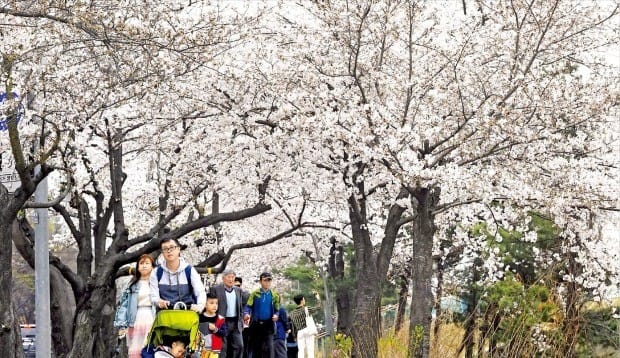 윤중로 벚꽃길 걸어볼까 