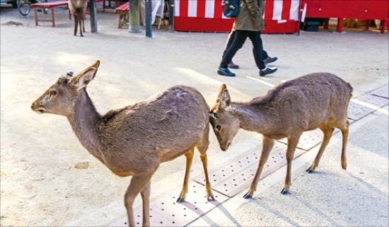 미야지마의 상징인 사슴 