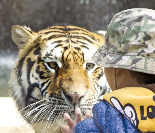 [레저 &] 국내 최초 '생태형 동물원' 변신… 멸종위기의 한국호랑이 지킨다