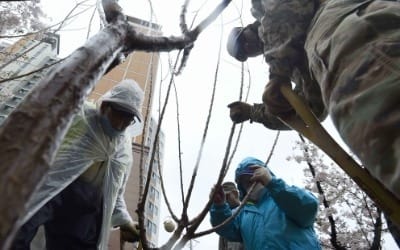 식목일날, 나무심는 주한미군 장병들