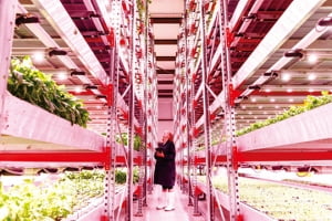'도시 속 농사짓기' 나선 유럽의 젊은 창업가들