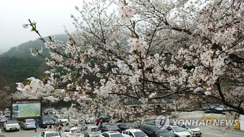 계룡산 벚꽃 '활짝'…지난해보다 6일 빠르게 만발