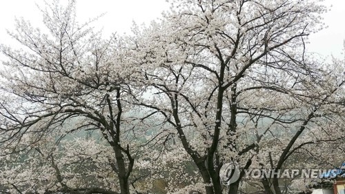 계룡산 벚꽃 '활짝'…지난해보다 6일 빠르게 만발
