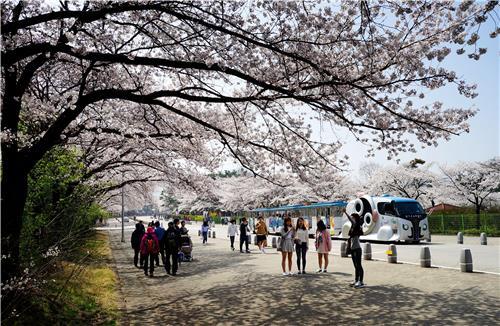 서울대공원서 내일부터 벚꽃축제… 작년보다 개화 4일 빨라