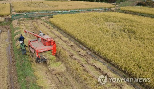 쌀 생산조정제 참여 저조… '수확기 쌀값 폭락' 되풀이되나