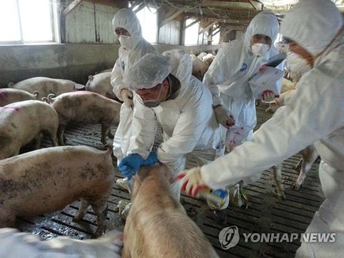 구제역 한숨 돌리나… 농식품부, 21일 전국 돼지 백신접종 완료