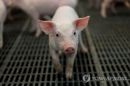 美연구팀, 죽은 돼지 뇌 되살리는 실험 성공… 윤리논쟁 촉발