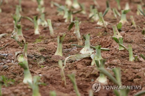 양파·마늘 과잉생산에 가격 폭락 우려… 수급 안정대책 시행