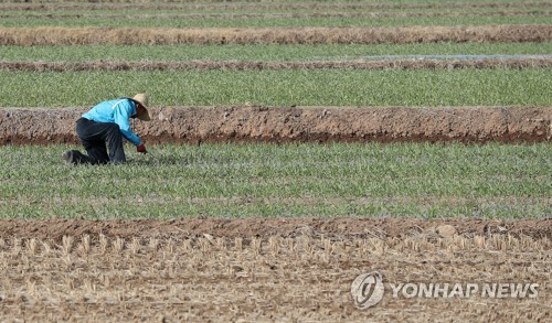 양파값 왜 떨어지나 봤더니… 재배면적 1975년 이후 최대