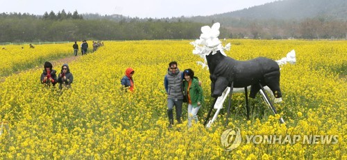 '꽃길만 가시리' 제주 유채꽃축제 개막…15일까지 계속된다