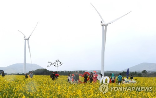 '꽃길만 가시리' 제주 유채꽃축제 개막…15일까지 계속된다