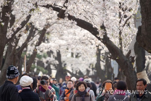 "벚꽃 보니 가슴이 뻥 뚫려요"… 여의도 벚꽃축제 인파 북적