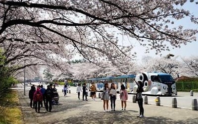 서울대공원서 내일부터 벚꽃축제… 작년보다 개화 4일 빨라