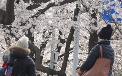 "벚꽃 보니 가슴이 뻥 뚫려요"… 여의도 벚꽃축제 인파 북적