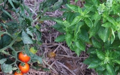 식물에도 '궁합' 있다… 함께 심으면 좋은 '동반식물'은