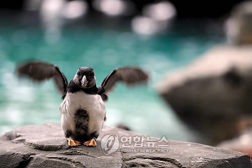 세계 조류 8종 중 1종은 멸종 위기… 농업·벌목 등 인간 탓