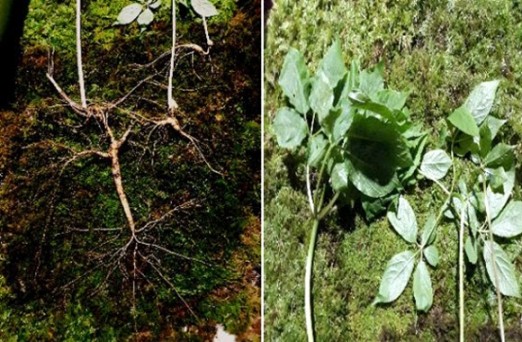 등산객이 발견한 100년 넘은 천종산삼 [사진=한국전통심마니협회]