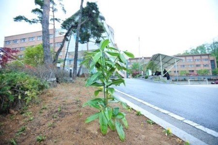 버락 오바마 전 미 대통령이 단원고에 기증한 묘목 [사진=연합뉴스]