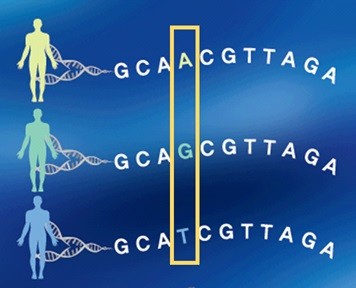 유전자의 염기서열 중 개인간에 차이를 보이는 한 염기서열의 변이를 단일염기다형성(SNP)이라고 한다.
