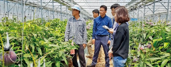 전라남도 농업기술원 관계자들이 전남 광양시 농장에서 출하를 앞둔 애플망고를 살펴보고 있다.  /전라남도 농업기술원 제공