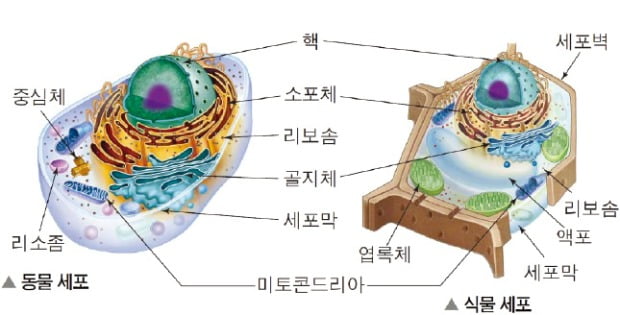 [강신종 쌤의 '재미있는 과학이야기'(17)] 세포