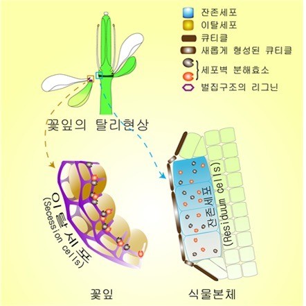 꽃잎이 지는 원리 첫 규명