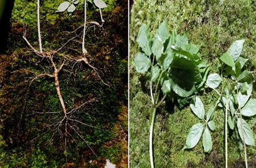 "심 봤다" 지리산서 100년 넘은 천종산삼 발견