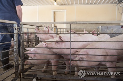 중국, 미국산 돈육·사과 검역강화… '트럼프 표밭' 겨냥