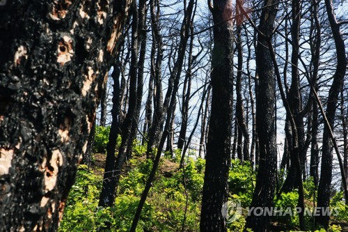 드론·빅데이터·산업기상관측망 확대로 산림피해 연 5% 줄인다