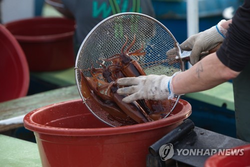 동해안 오징어 돌아오나…조업량 증가추세