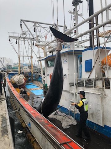 '바다의 로또' 대형 밍크고래 군산서 잡혀… 5000만원에 거래
