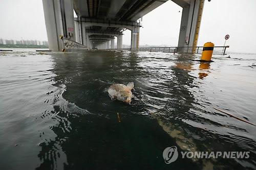 서울 폭우로 교통사고 5명 사상·잠수교 통제… 비 피해 잇달아