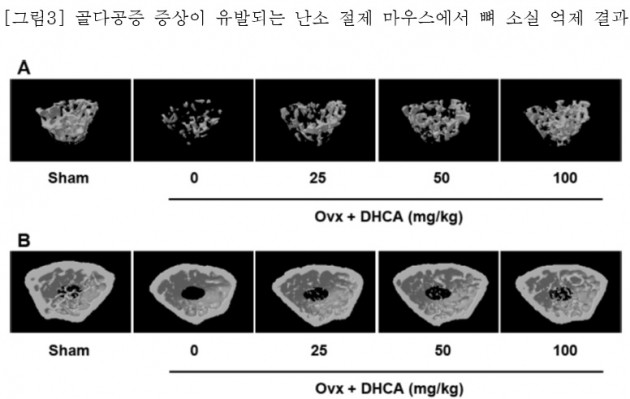 바이로메드, 애호박 추출물 골다공증 치료 효과 발견