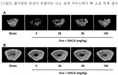 바이로메드, 애호박 추출물 골다공증 치료 효과 발견