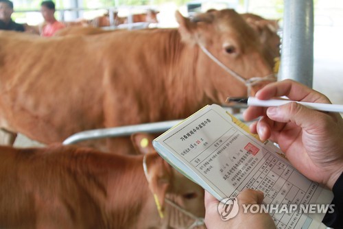 400만원 훌쩍 넘은 金송아지…한우 값 얼마나 오르려나