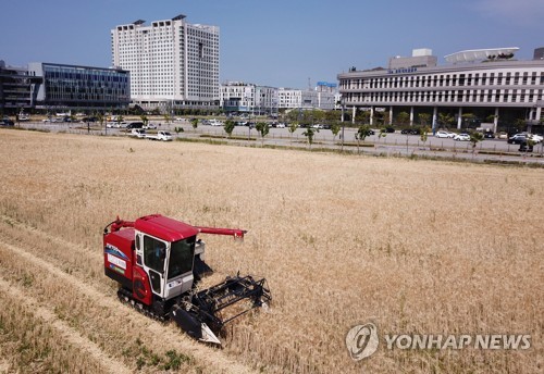 보리 등 맥류 재배면적 10년 만에 최대…대전 넓이와 비슷