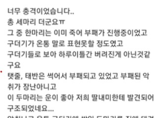 '냥이네' 네이버 고양이카페