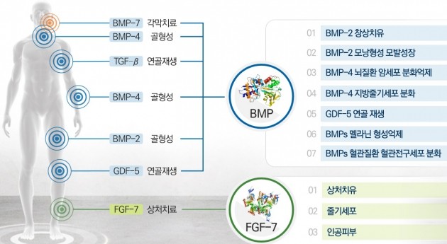 [인터뷰+] 유인수 셀루메드 대표 "본격 해외 진출로 성장 가속화"