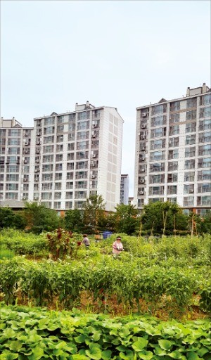 아파트숲에 조성한 도심 텃밭 '양극화 해소' 상징 공간으로