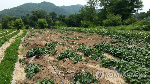 멧돼지·고라니 떼 습격 속수무책…농작물 피해 눈덩이