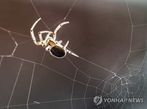 날개 없이 수백㎞ 날아가는 거미 비행 '큐사인'은 전기장