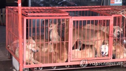 반복되는 '개 식용' 논란… '퍼스트 도그'·꽃상여 캠페인 가세